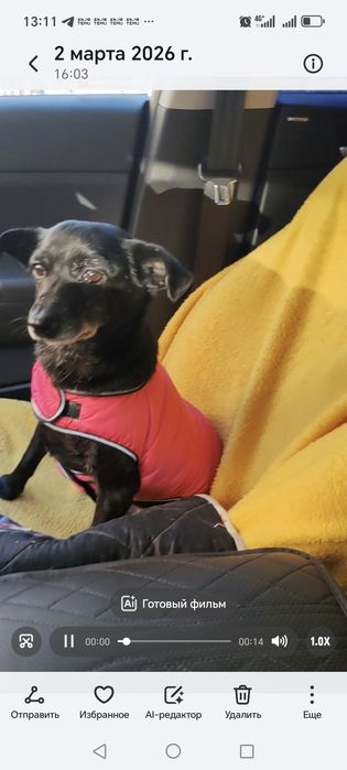 Маленькая собачка