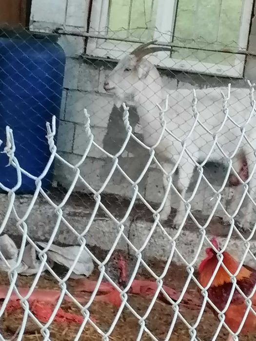 Продавам три кози