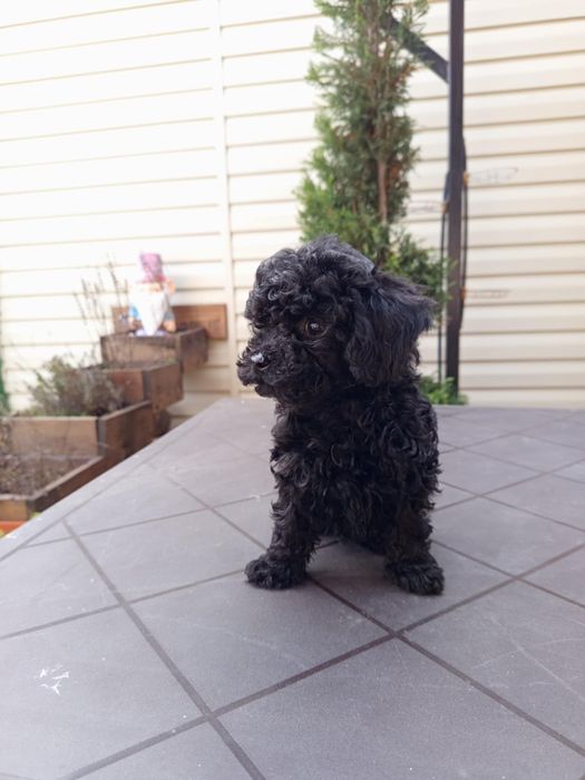 Той пудел бебета