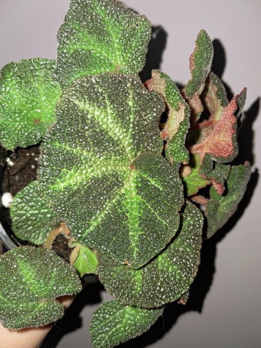 Бегония Солимутата