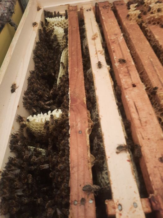 vand FAMILII DE ALBINE ECOlogice rasa carpatina