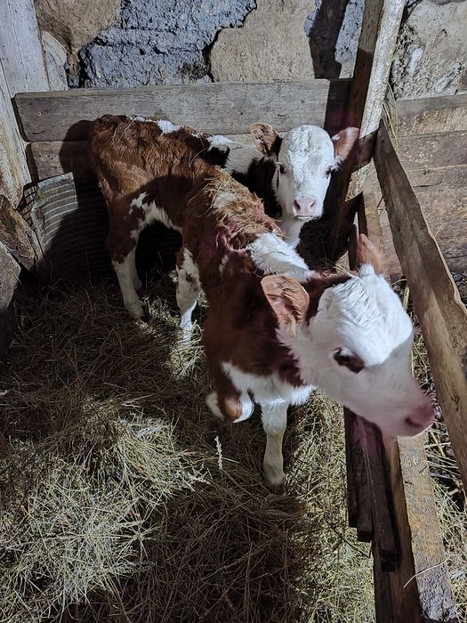 Продам телят белоголовых