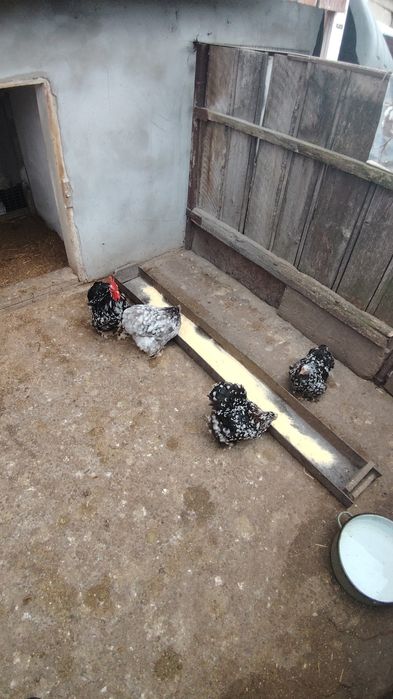 Ouă pentru incubat de cochinchina pitic