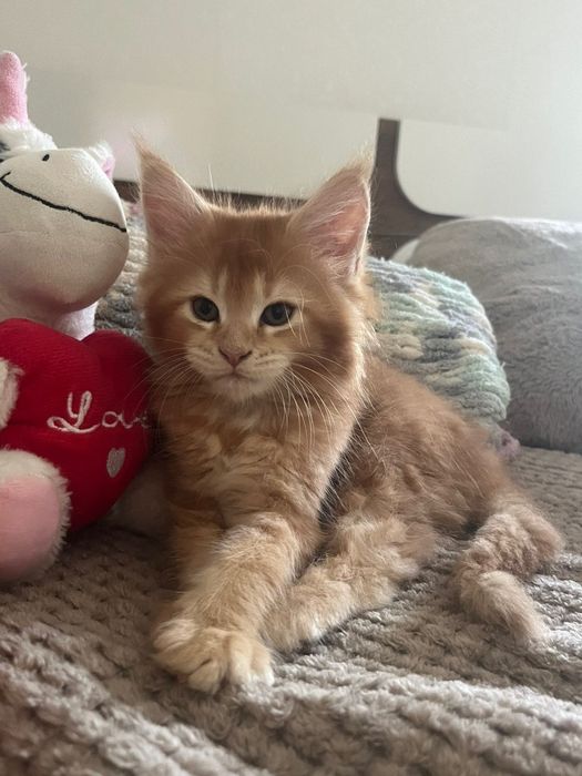 Котенца Мейн Куун