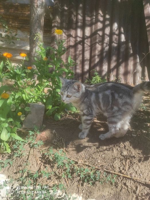 Шотландский скоттиш страйт