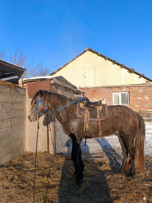 Жылқы сатылады продам лошади