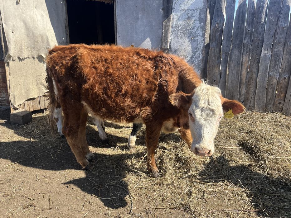 Продам Телку.