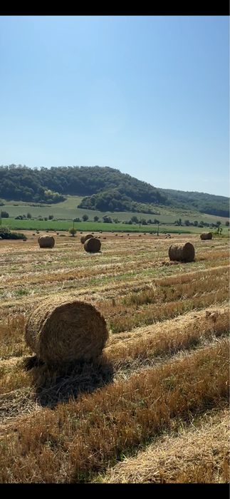 Vand baloti de paie! (Productie 2025)