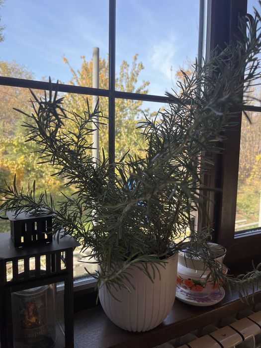 Продам Розмарин