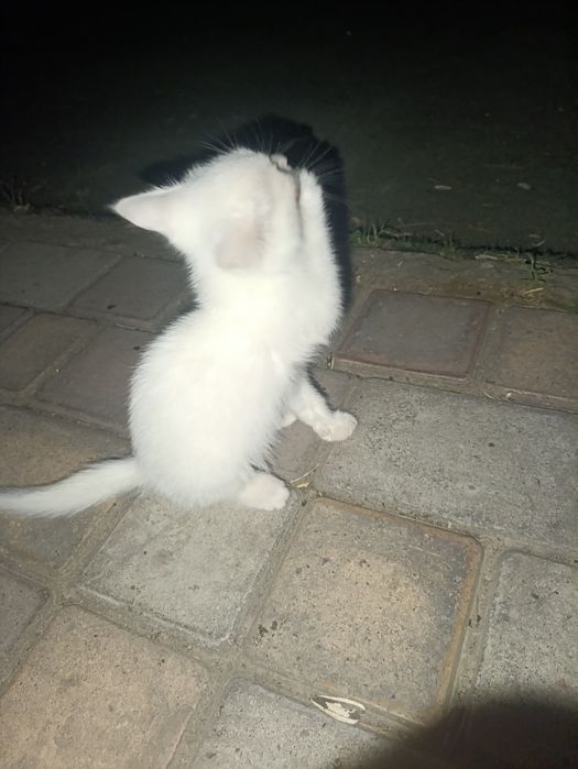 Котёнок ищет любящую семью