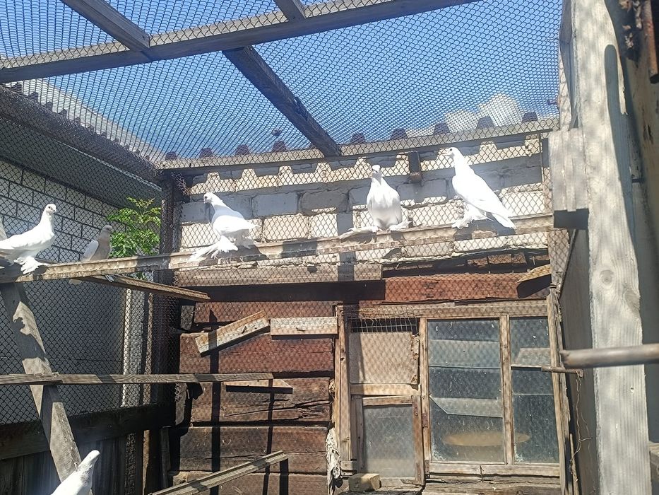 Продам породистых голубей