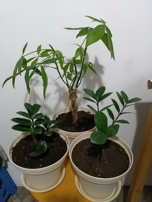 Комнатные растения (пахира, замиакулькас, зензи)