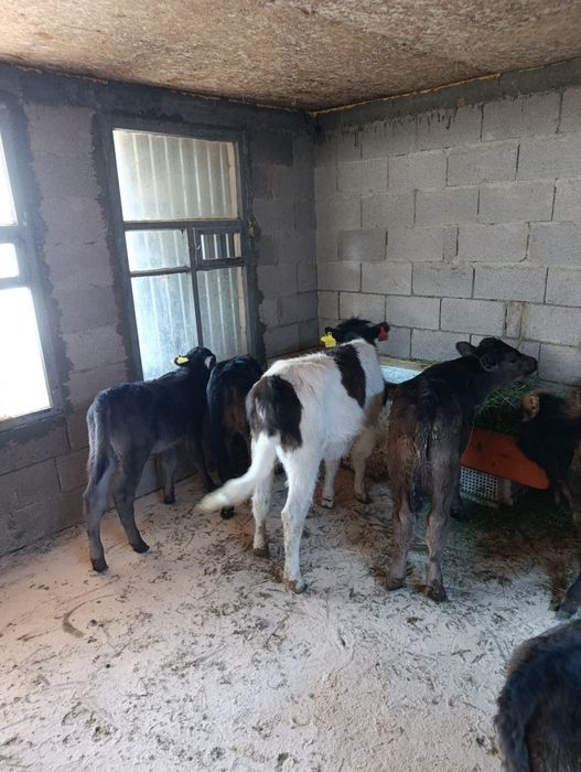 Продаются 3 бычка и 5 тёлок