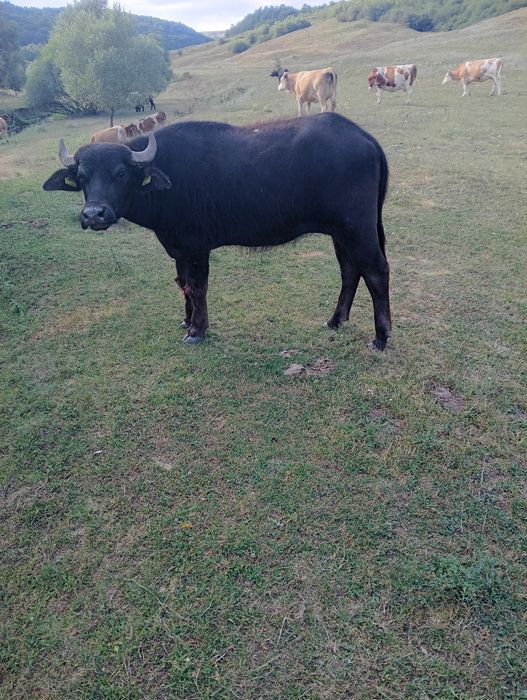 Junincă de bivol