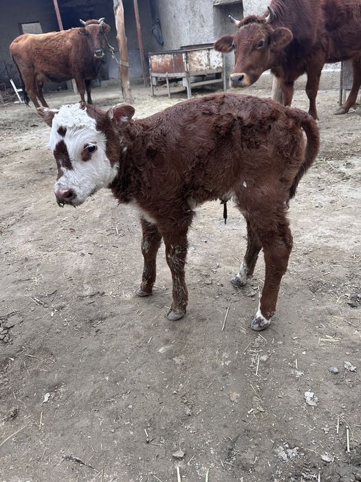 Ona bola sigir sotiladi bolasa qischa