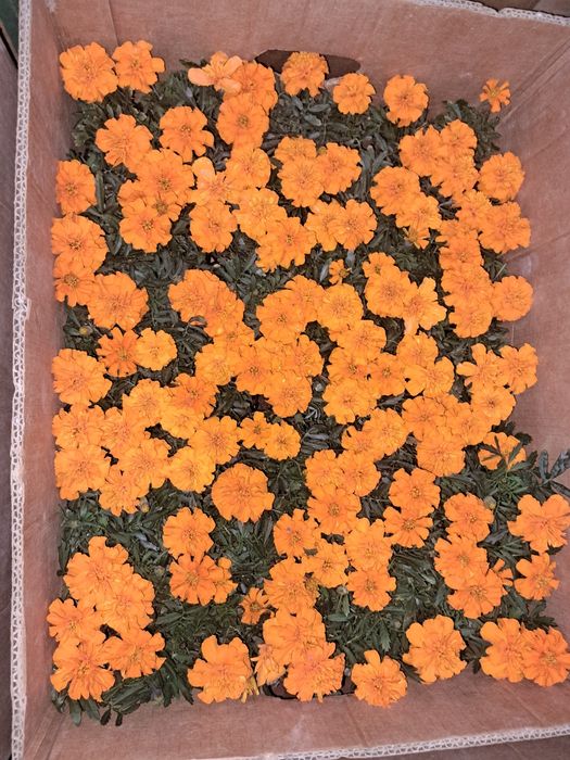 цветы оптом в розницу