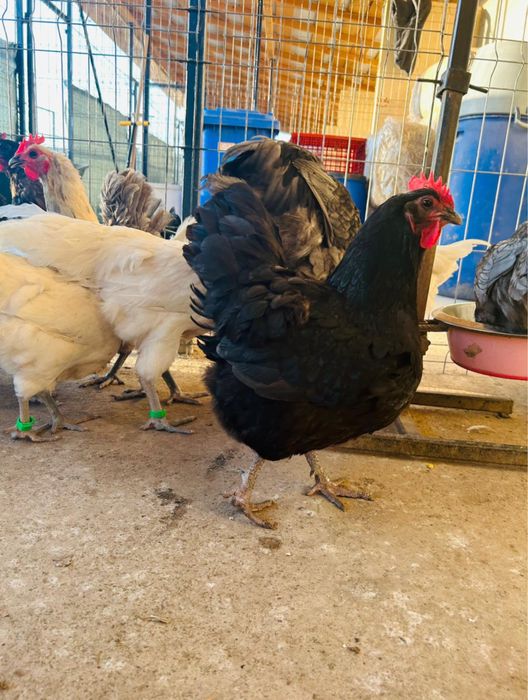 Oua pentru incubat - rasele Australorp & Brahma