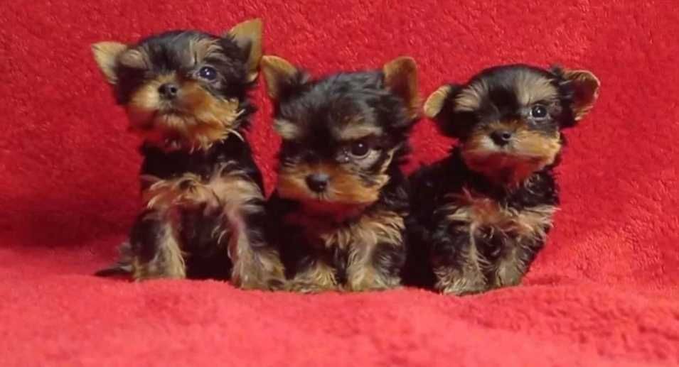 Йоркширски териер мини