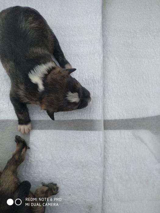 Отдам собачек в хорошие руки