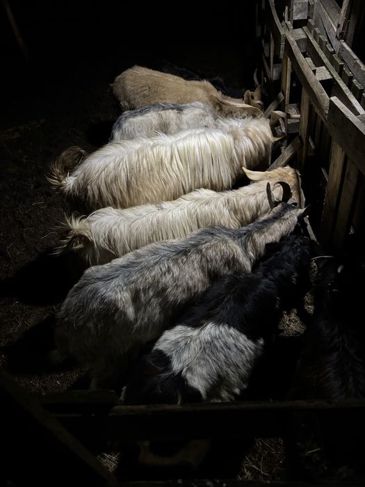 Млади заплодени кози пръч и малко пръчле