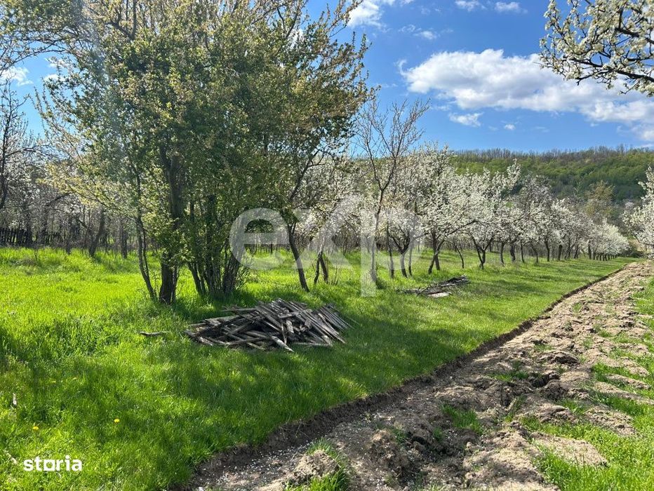 Casa la tara cu teren 3940 mp si livada – zona linistita