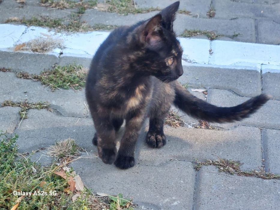 Pisică aspect tortie