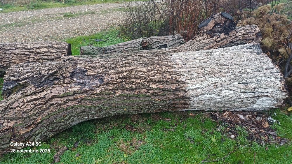 vând Bușteni de nuc