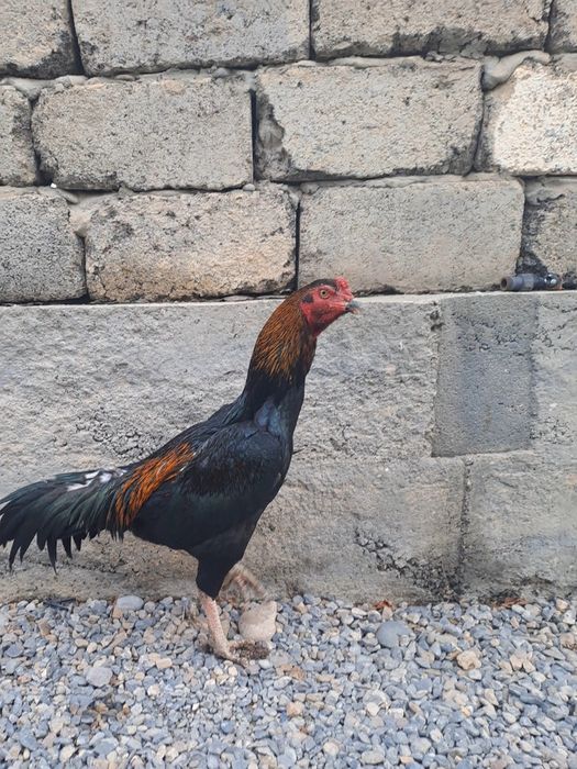 Бойцовский дакан