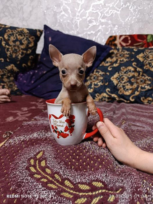 Щенки мини тойчики с документами