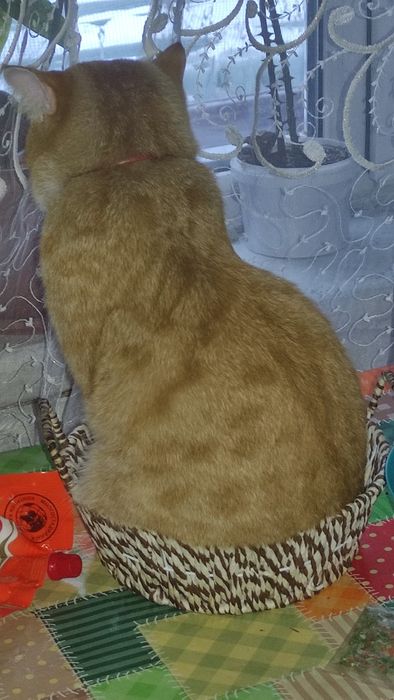 Помогите найти кота