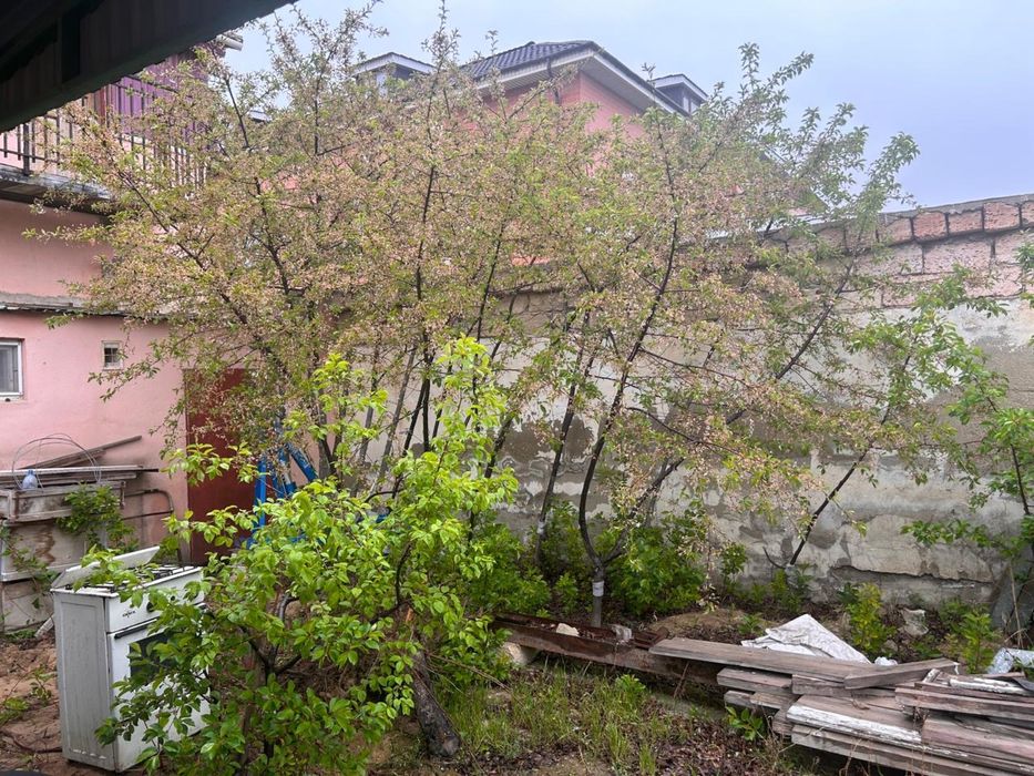 Ағаштар жеміс беріп тұрған сатамын.