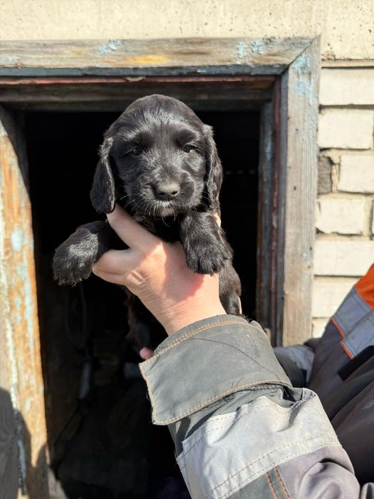 продам щенков породы русский спаниель