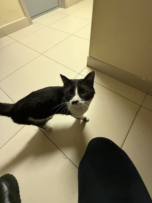 Хорошенький   Кот   в    Семью!