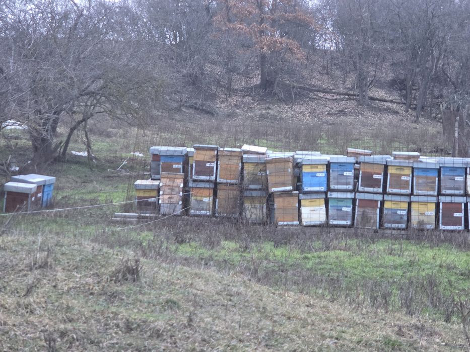 Stupi albine +culegatoare+alimentaroare+magazie+rame fără ceara