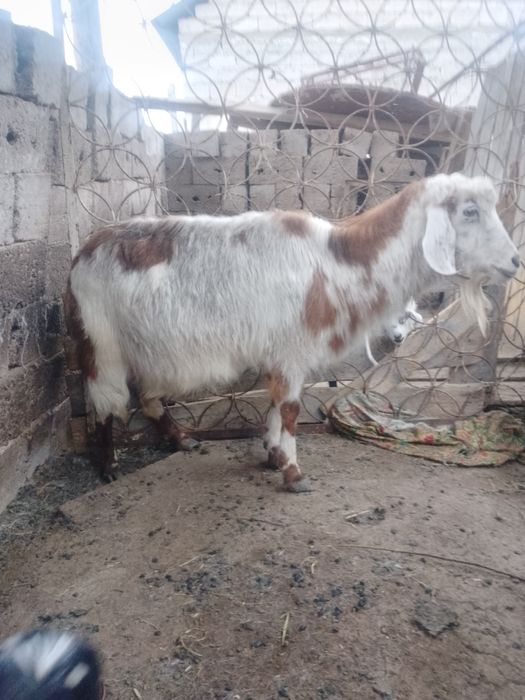 Дойные козы продам