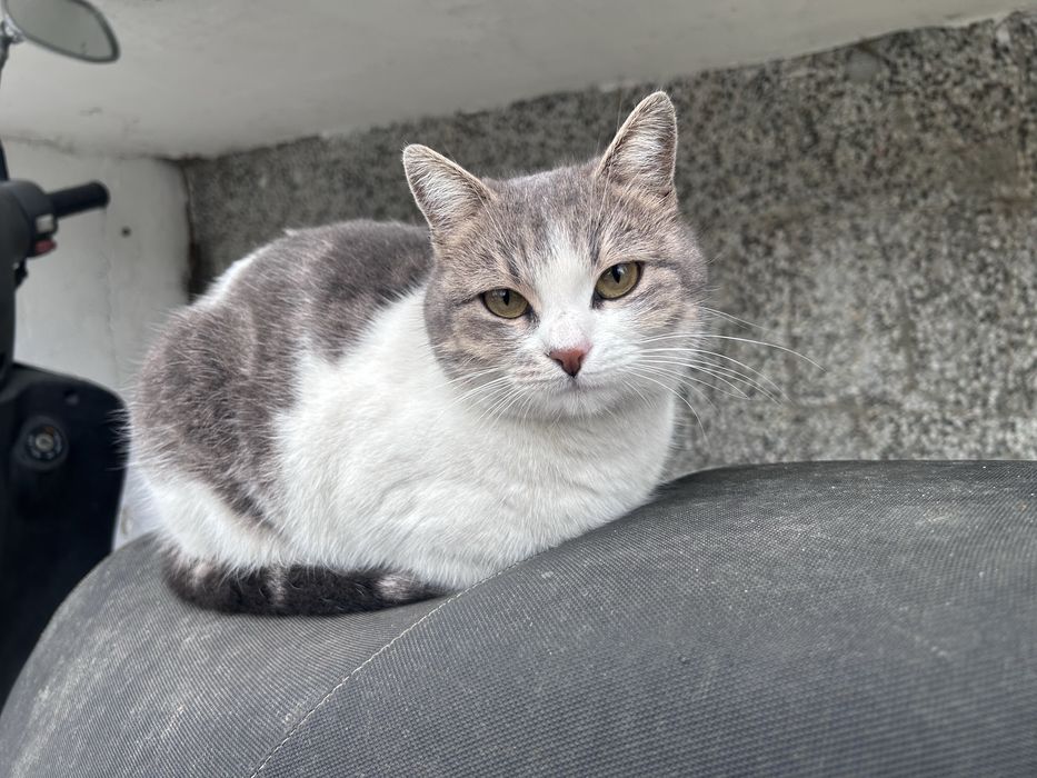 Кастрирана котка търси дом