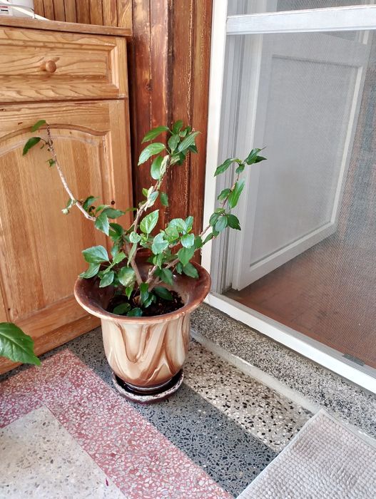 Стайни цветя, коренчета розмарин