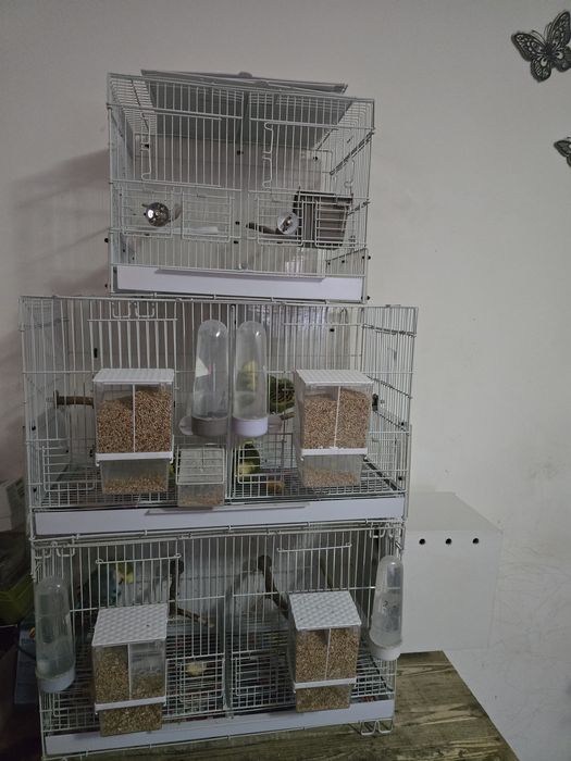 Vând colivii + cuibare+peruși standard
