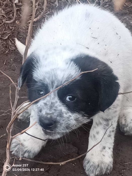 Подарява се кученце