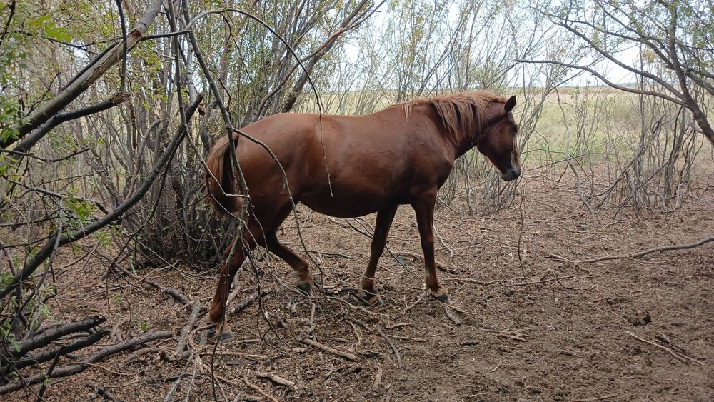 Продам двух  кобылицы