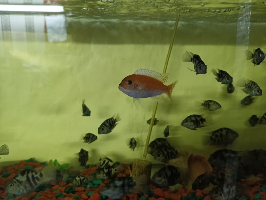 Рыбки аквариумные красивые