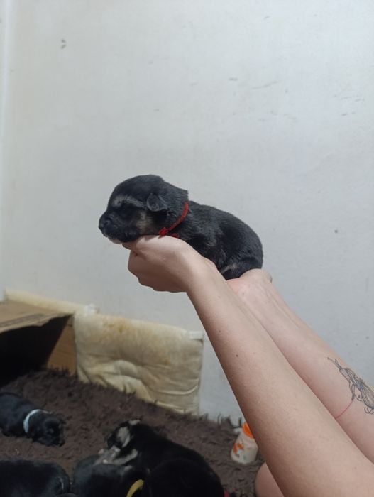 Щенки Помесь Овчарка и Хаски