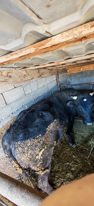 Продаю Быков срочно