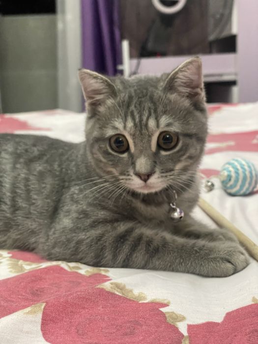 Mushukcha sotiladi 2 oylik o'g'il bola