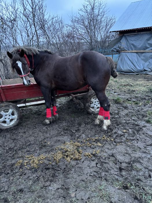 iapa de vanzare  iapa e foarte buna si cuminte merge bine si la 1 si 2