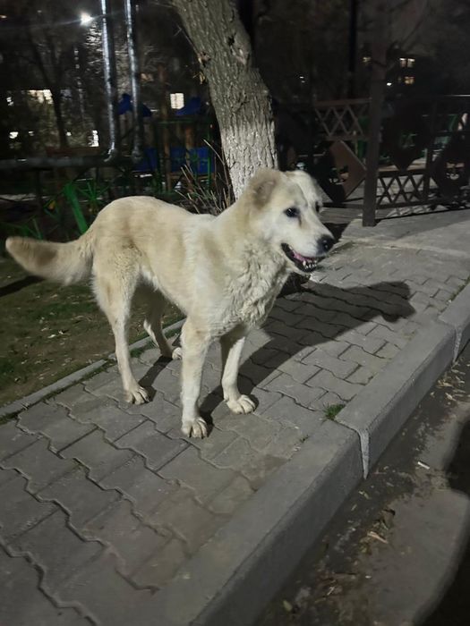 Собака в добрые руки!