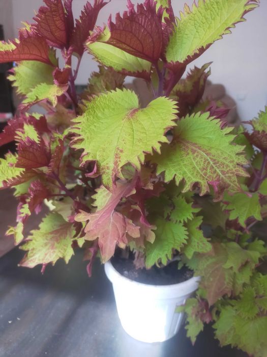 Колеусы в горшочках