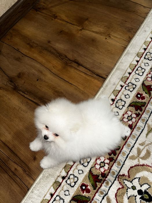 Шпиц померанский