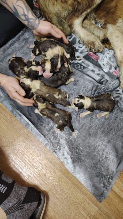 Щенки сенбернара