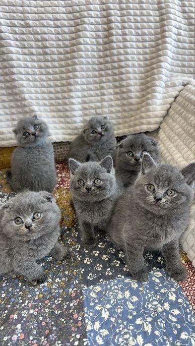 Котета Шотландски Фолд и Котета Британка  Късокосместа